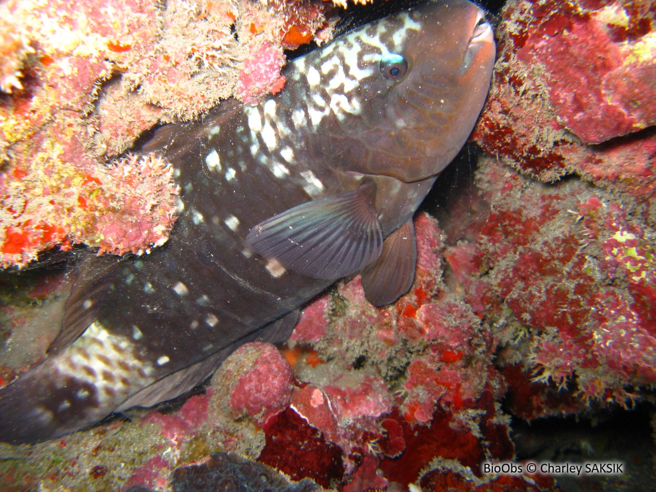Perroquet-marguerite - Chlorurus sordidus - Charley SAKSIK - BioObs