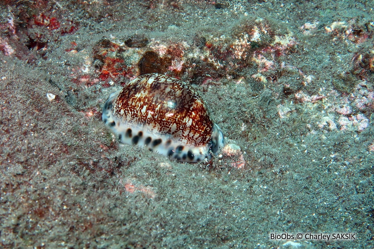 Porcelaine arabe - Mauritia arabica - Charley SAKSIK - BioObs