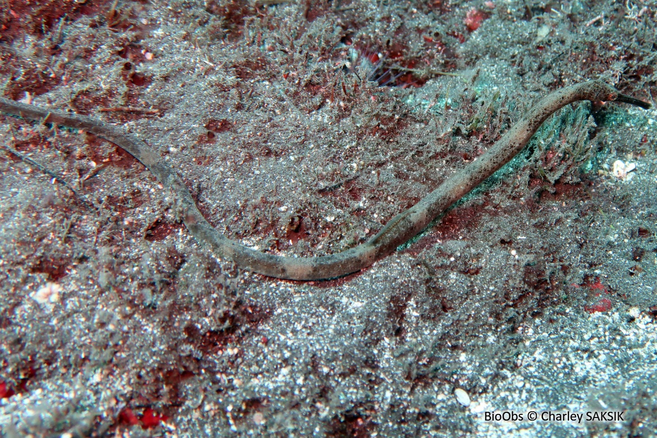 Syngnathe à deux points - Trachyrhamphus bicoarctatus - Charley SAKSIK - BioObs