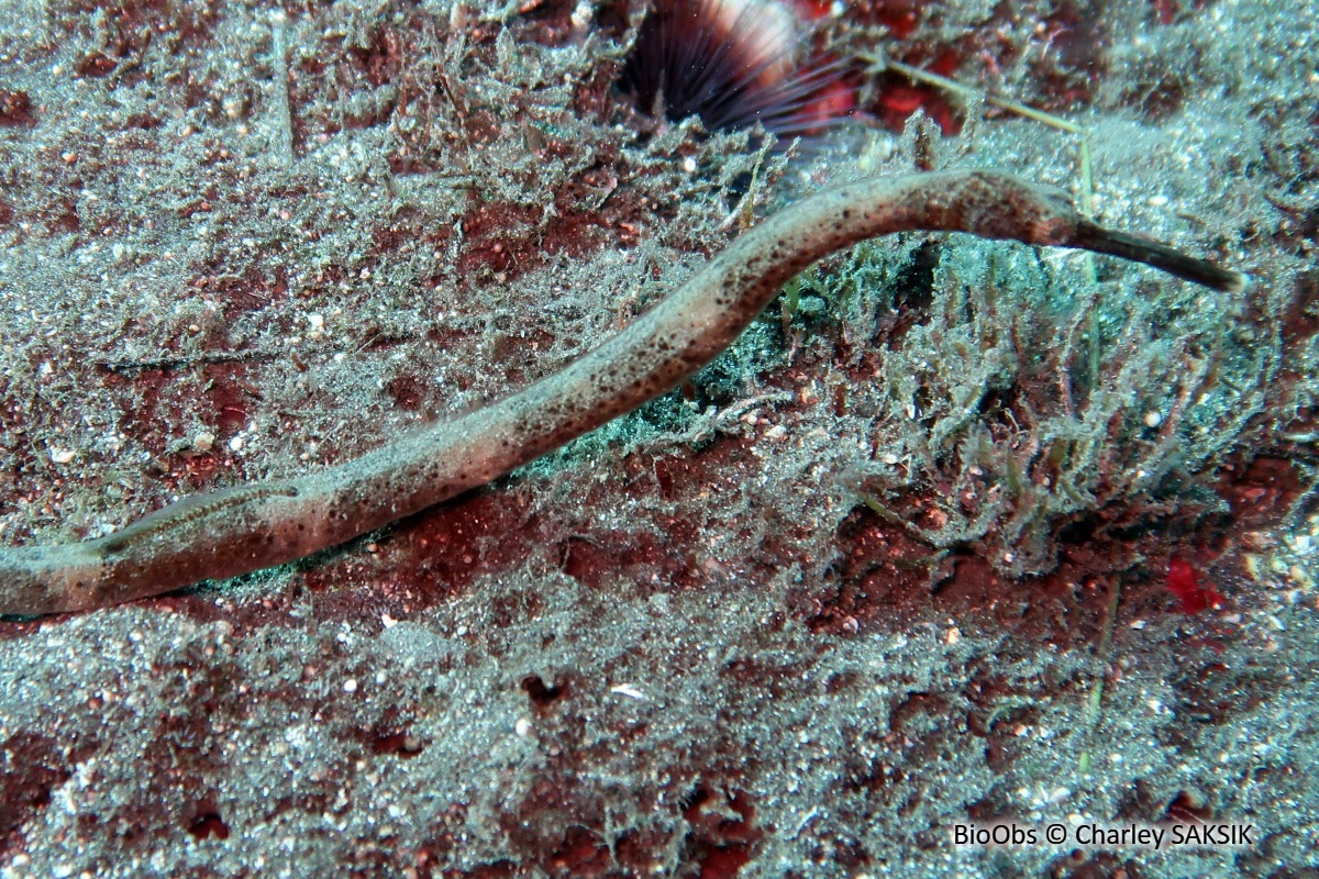 Syngnathe à deux points - Trachyrhamphus bicoarctatus - Charley SAKSIK - BioObs