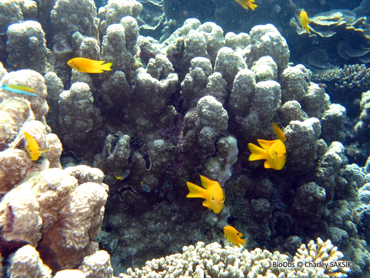 Demoiselle soufre - Pomacentrus sulfureus - Charley SAKSIK - BioObs