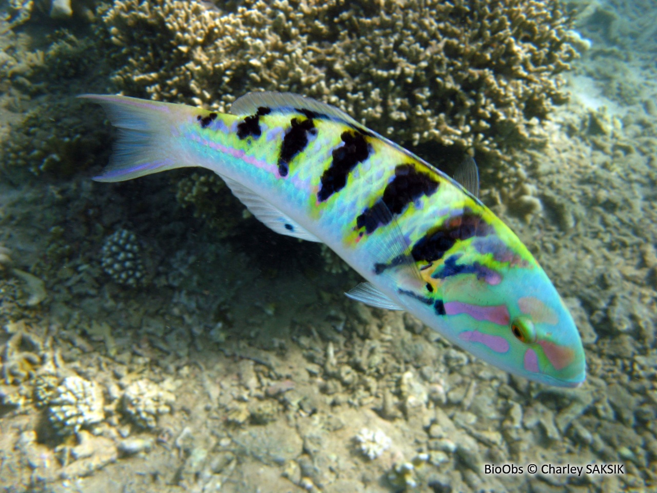 Girelle-paon à taches d'encre - Thalassoma hardwicke - Charley SAKSIK - BioObs