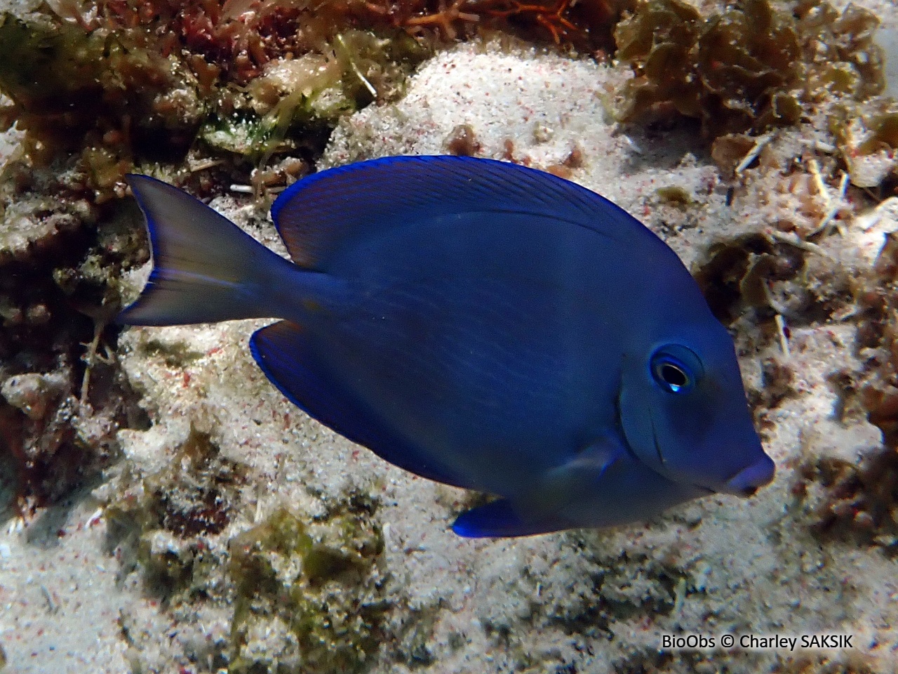 Chirurgien bleu - Acanthurus coeruleus - Charley SAKSIK - BioObs