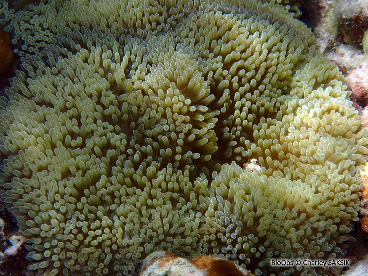 Anémone solaire caraibes - Stichodactyla helianthus - Charley SAKSIK - BioObs