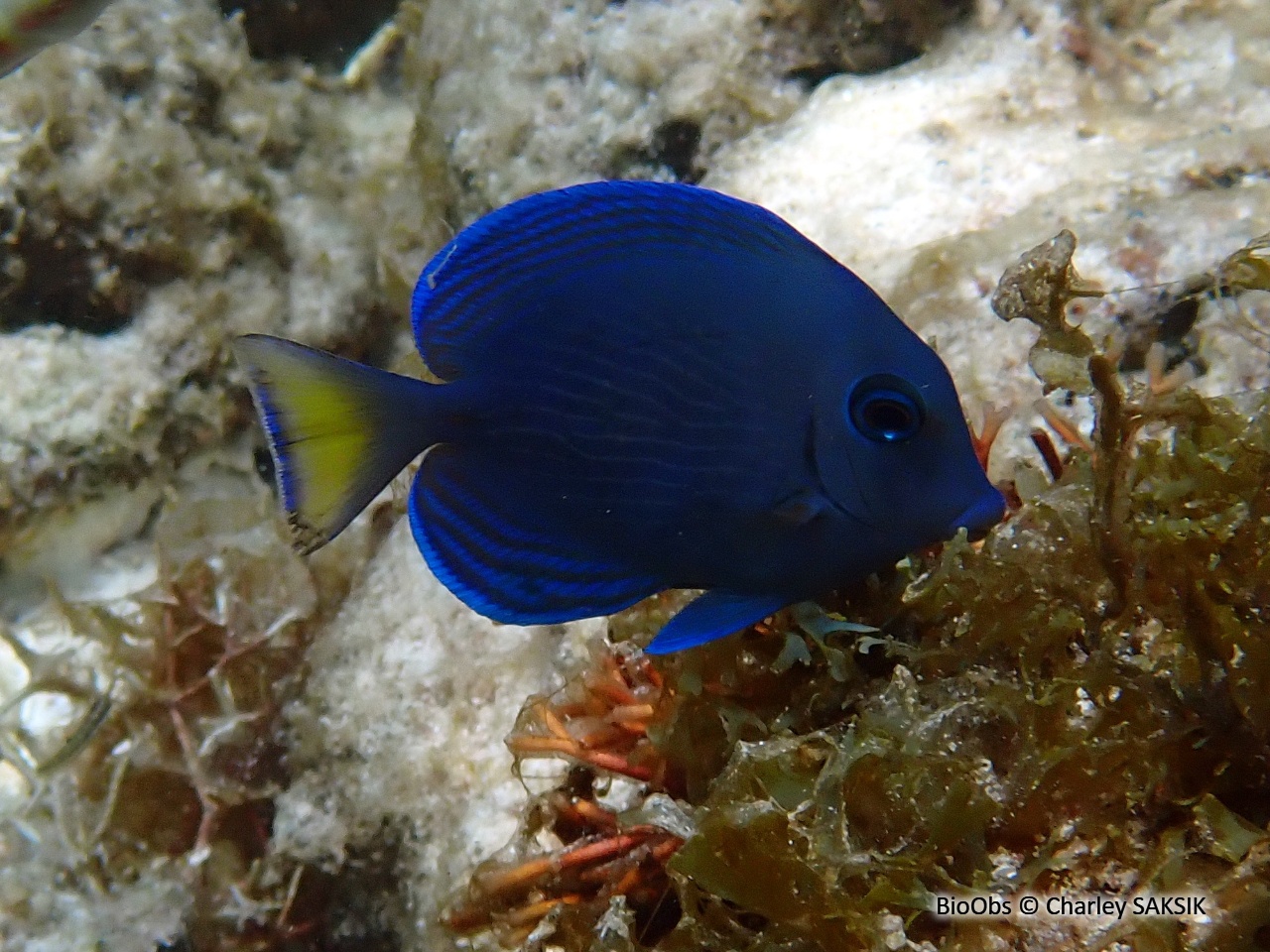 Chirurgien bleu - Acanthurus coeruleus - Charley SAKSIK - BioObs