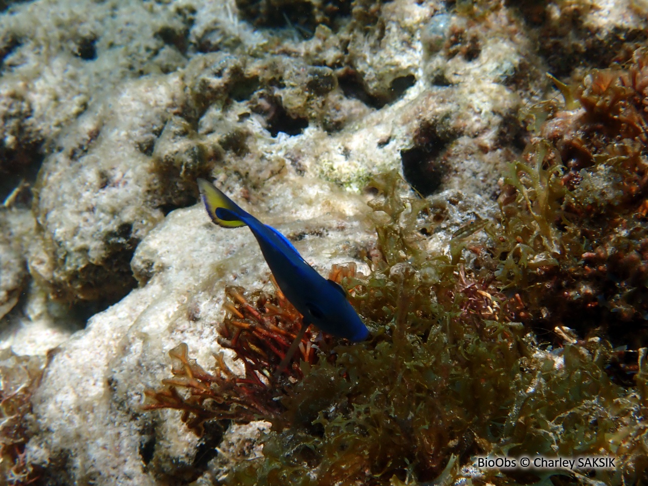 Chirurgien bleu - Acanthurus coeruleus - Charley SAKSIK - BioObs
