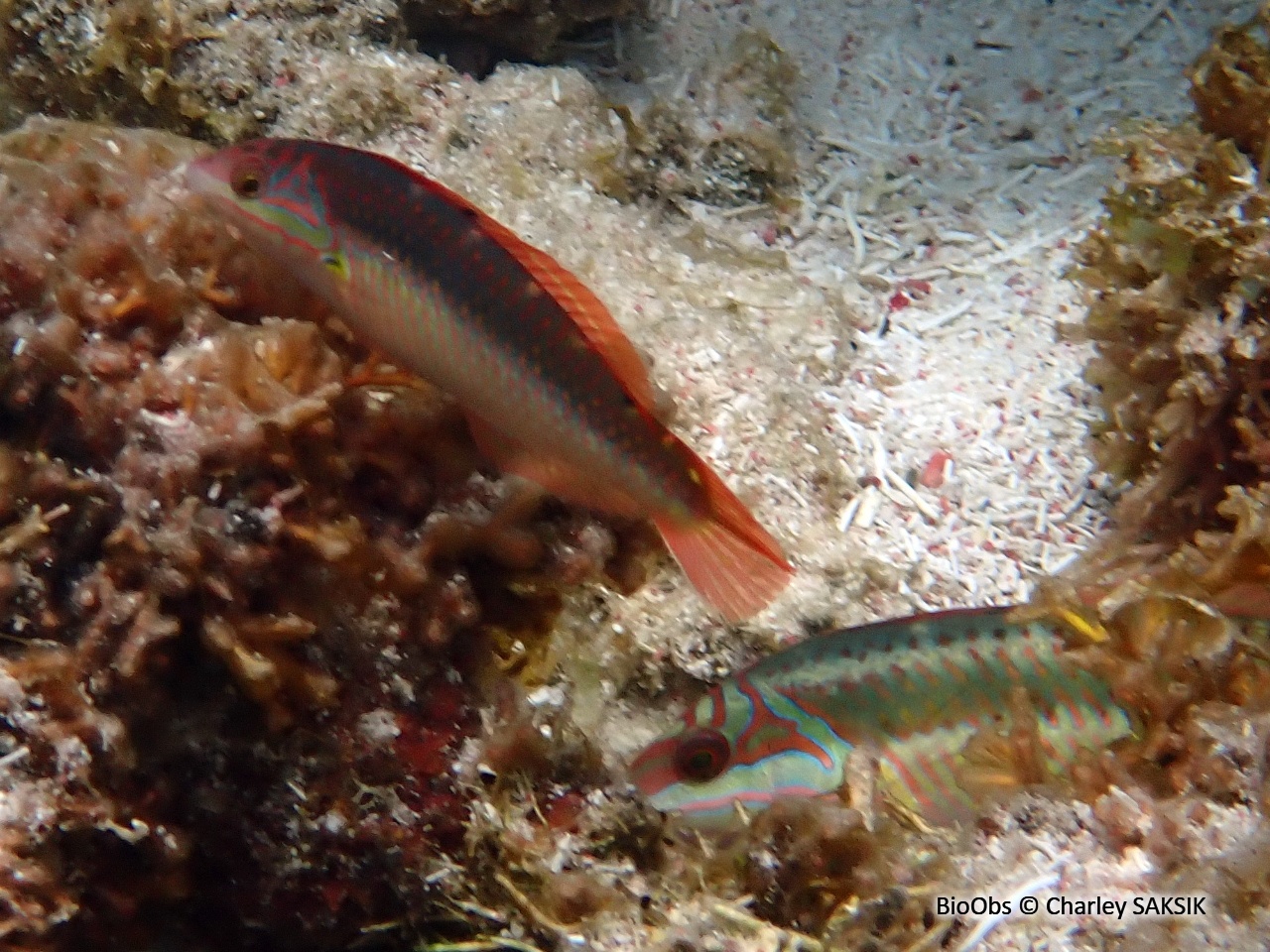 Girelle clown des Antilles - Halichoeres maculipinna - Charley SAKSIK - BioObs
