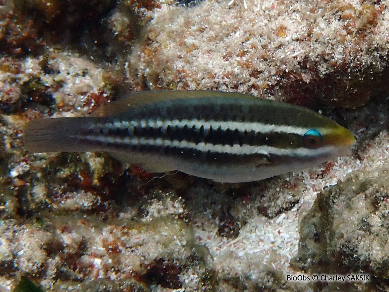 Perroquet rayé - Scarus iseri - Charley SAKSIK - BioObs