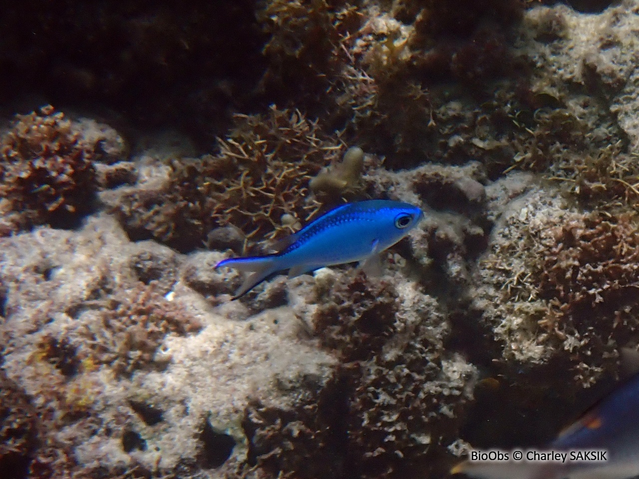 Chromis bleu - Chromis cyanea - Charley SAKSIK - BioObs