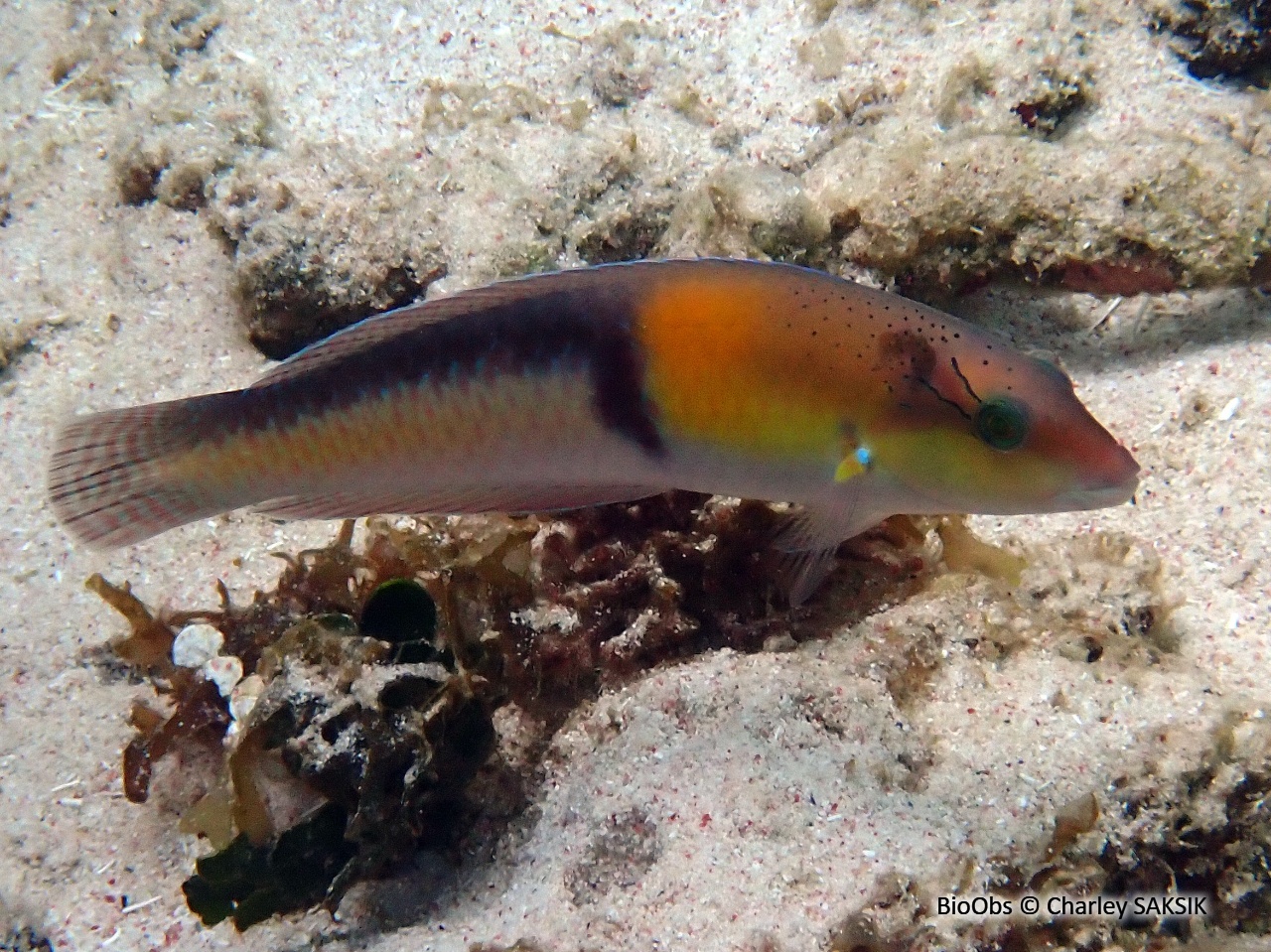 Girelle à tête jaune - Halichoeres garnoti - Charley SAKSIK - BioObs