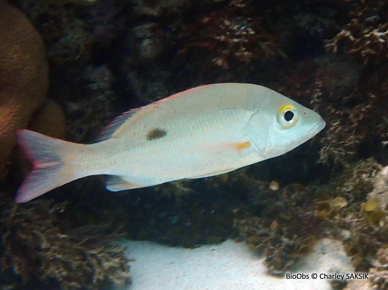 Pagre-vivaneau - Lutjanus analis - Charley SAKSIK - BioObs