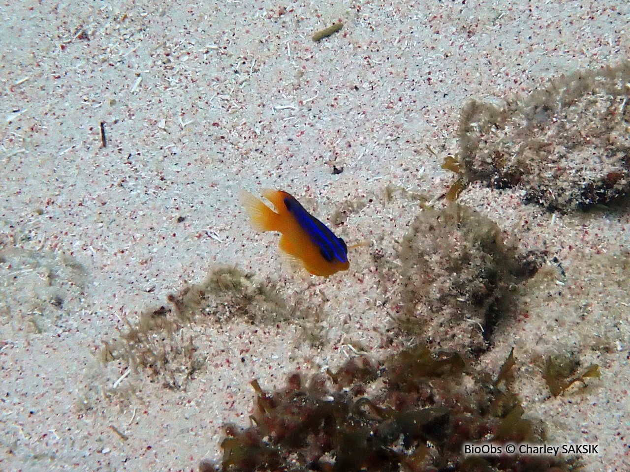 Demoiselle cacao - Stegastes xanthurus - Charley SAKSIK - BioObs
