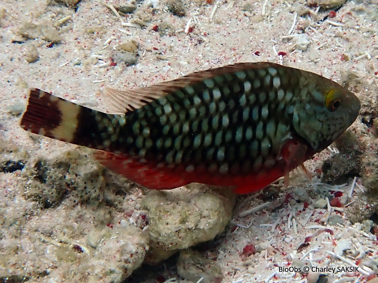 Perroquet feu tricolore - Sparisoma viride - Charley SAKSIK - BioObs