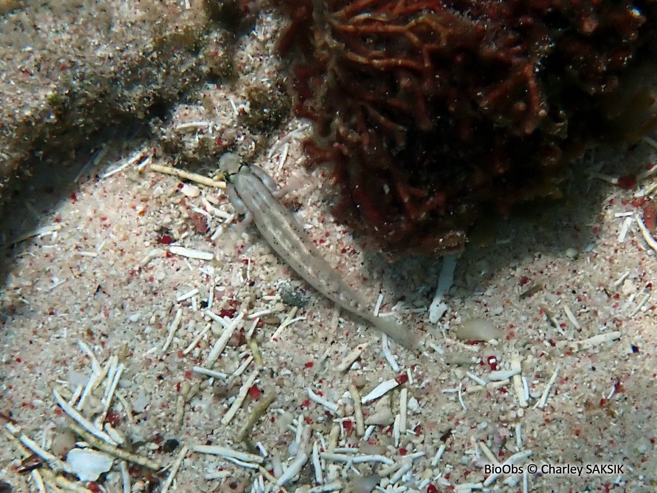 Gobie morse - Ctenogobius saepepallens - Charley SAKSIK - BioObs