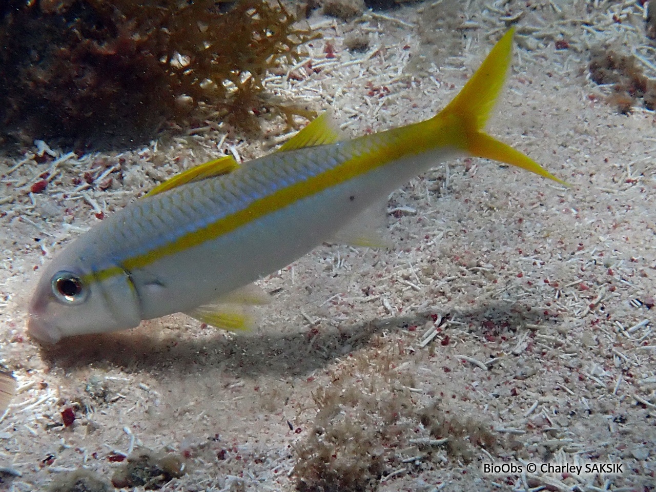 Barbarin blanc - Mulloidichthys martinicus - Charley SAKSIK - BioObs
