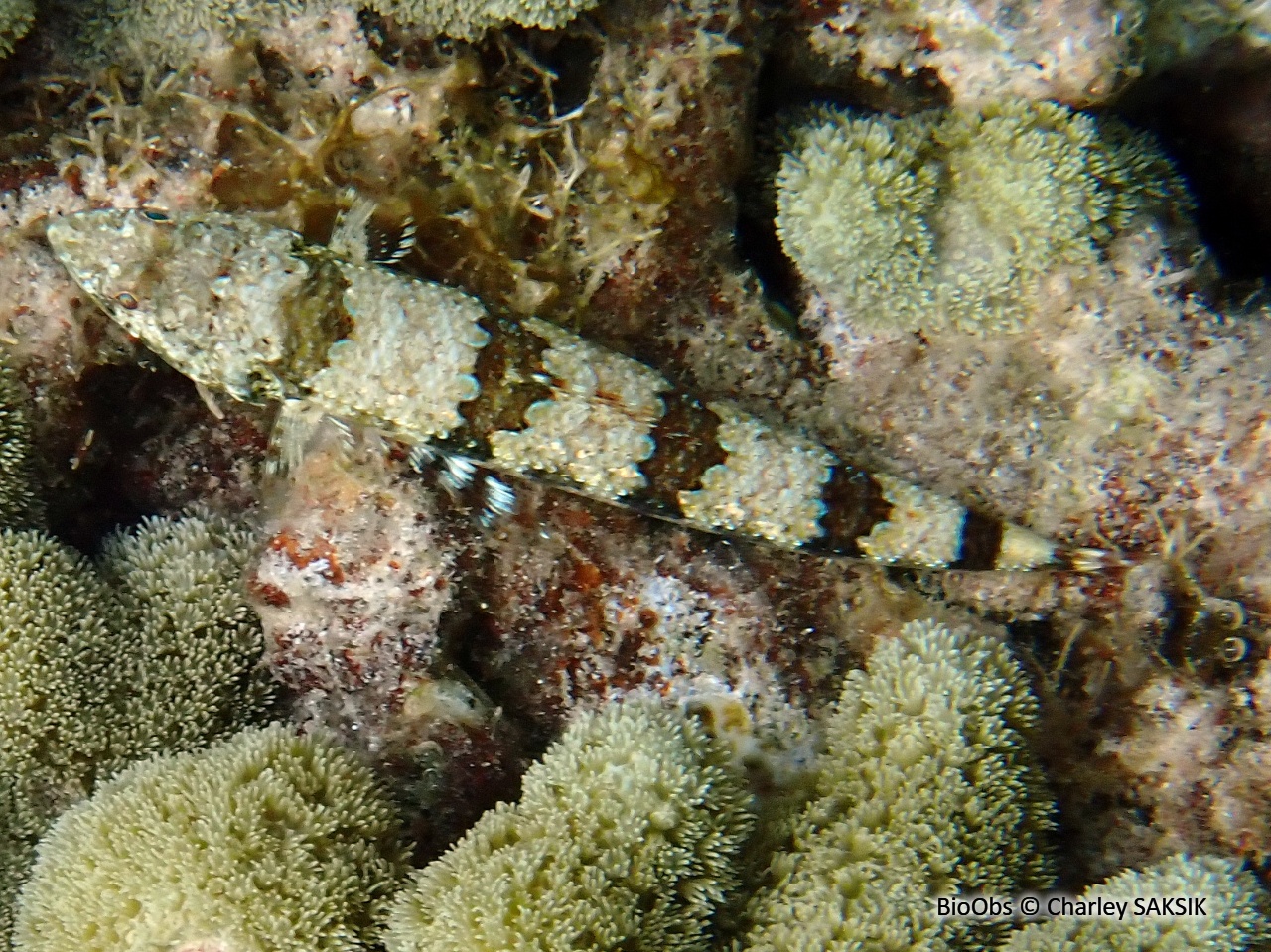 Anoli de sable - Synodus intermedius - Charley SAKSIK - BioObs