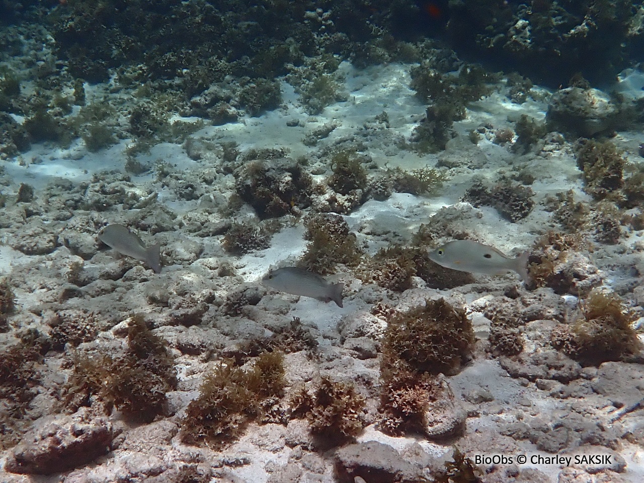 Pagre-vivaneau - Lutjanus analis - Charley SAKSIK - BioObs