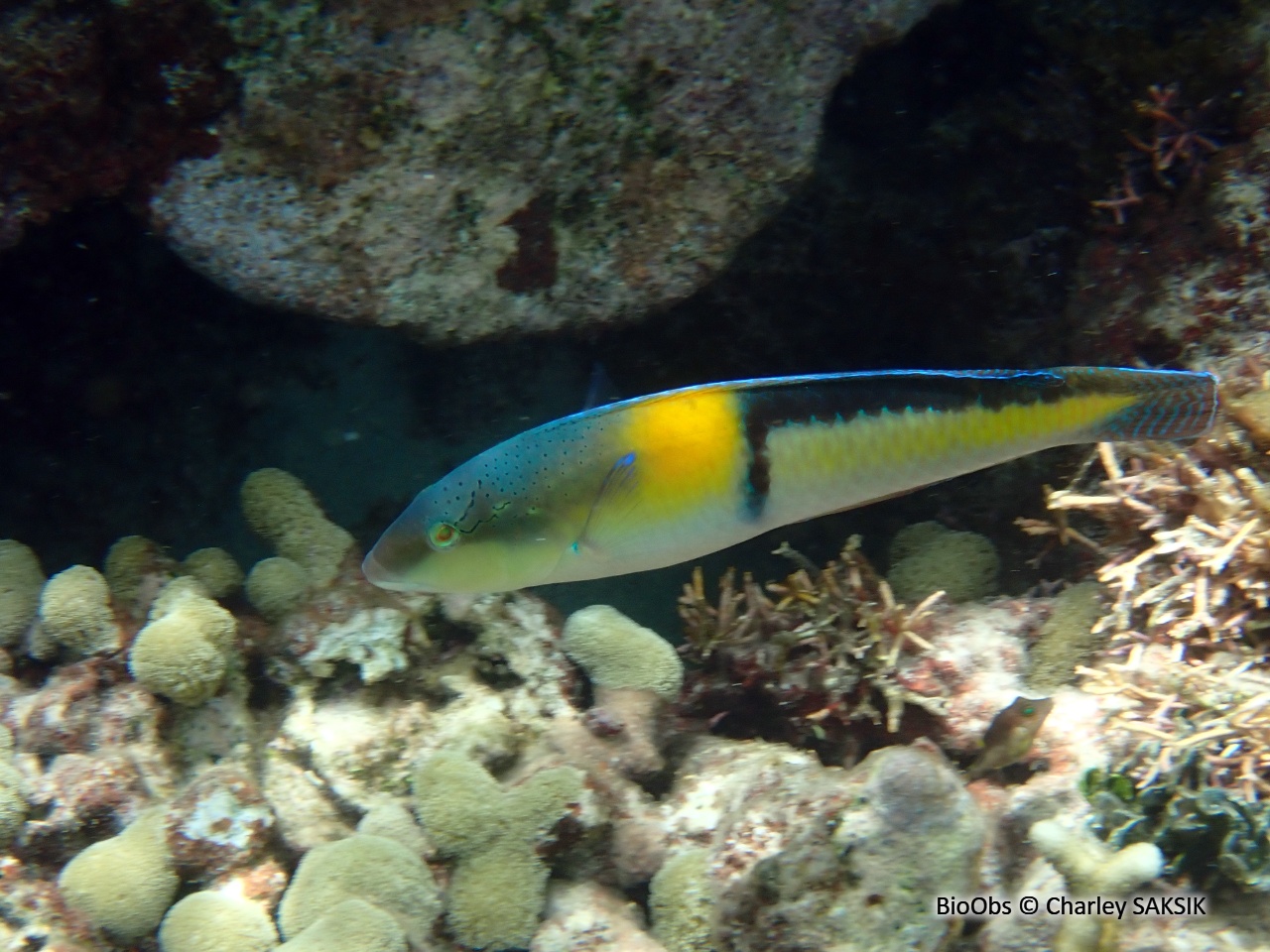 Girelle à tête jaune - Halichoeres garnoti - Charley SAKSIK - BioObs