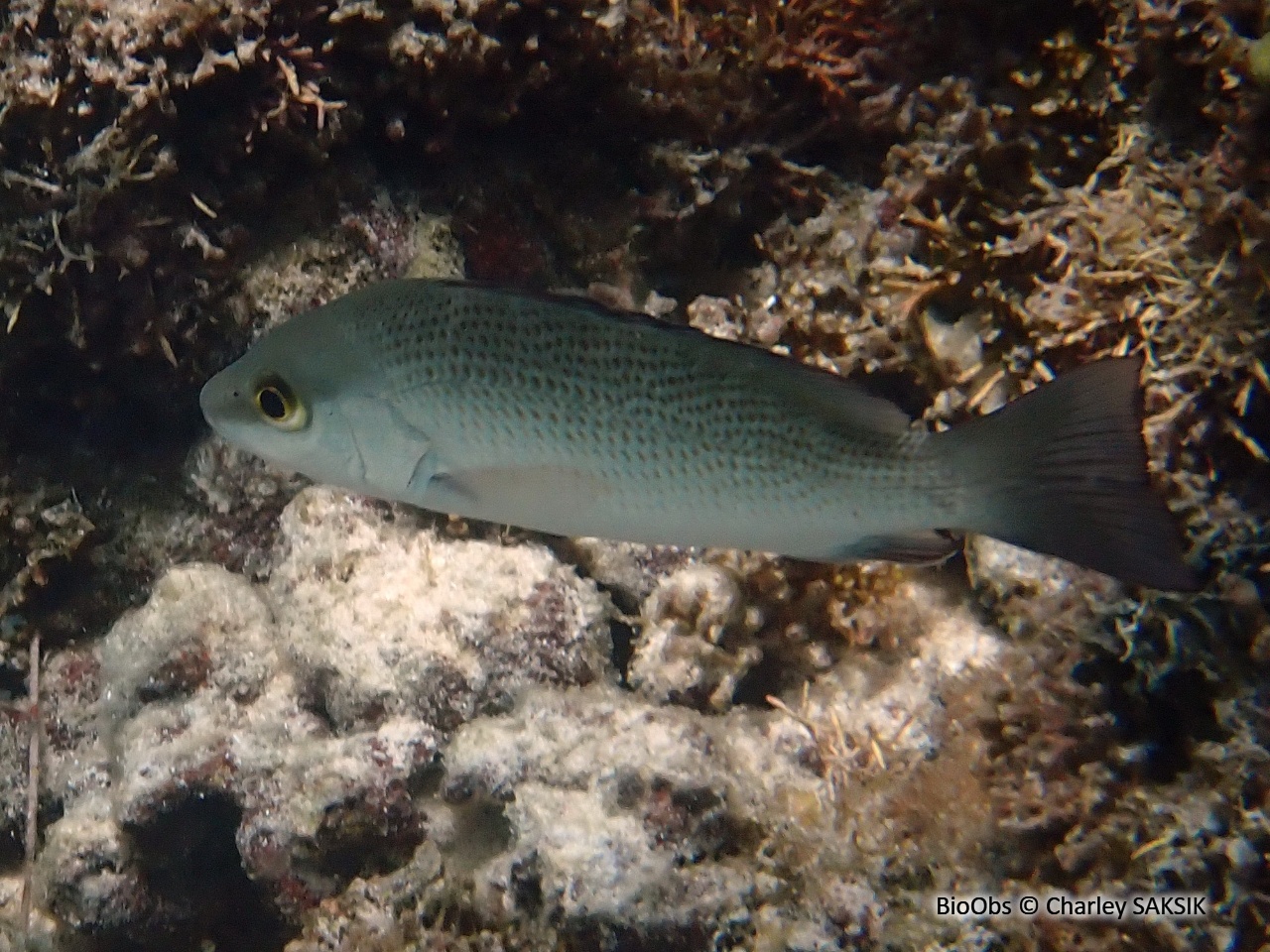 Sarde grise - Lutjanus griseus - Charley SAKSIK - BioObs