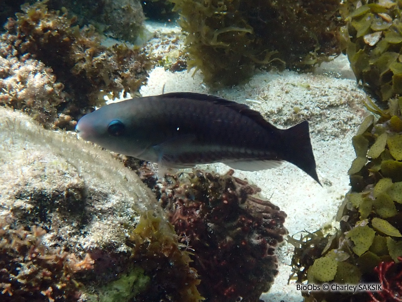 Perroquet rayé - Scarus iseri - Charley SAKSIK - BioObs