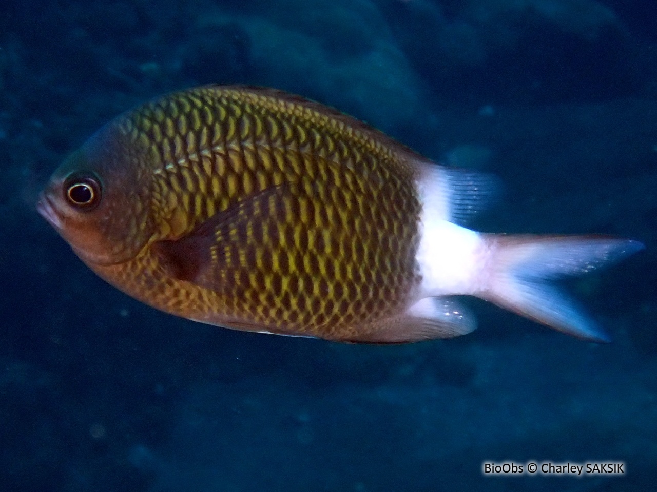 Chromis à queue blanche - Chromis chrysura - Charley SAKSIK - BioObs