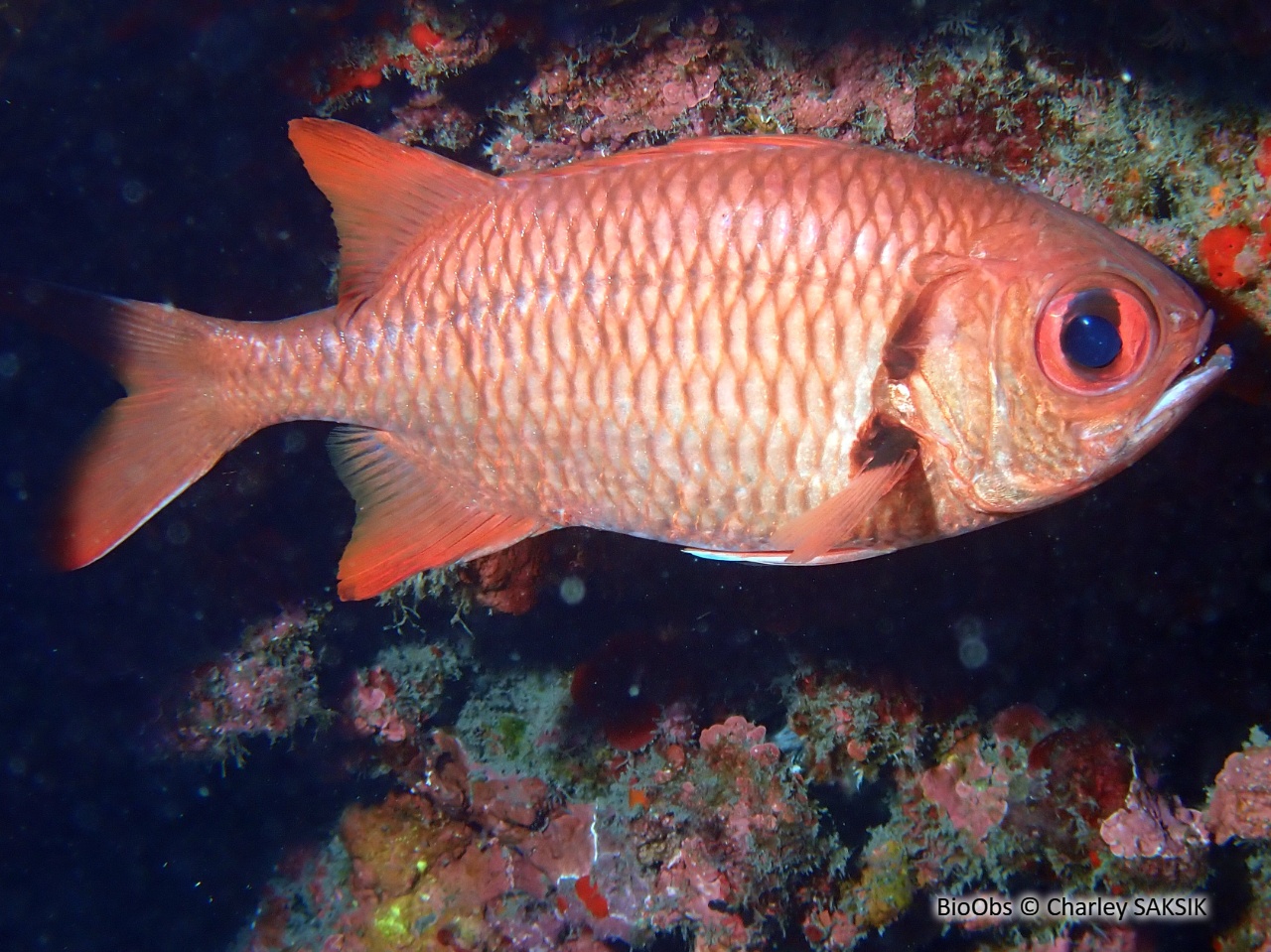 Poisson-soldat rouge - Myripristis pralinia - Charley SAKSIK - BioObs