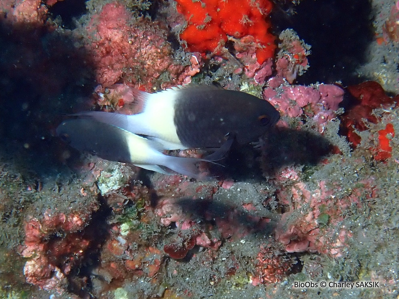 Demoiselle bicolore de Field - Pycnochromis fieldi - Charley SAKSIK - BioObs