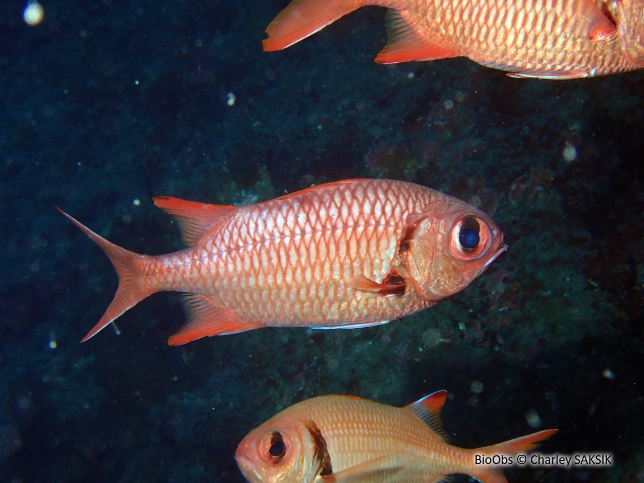 Poisson-soldat rouge - Myripristis pralinia - Charley SAKSIK - BioObs