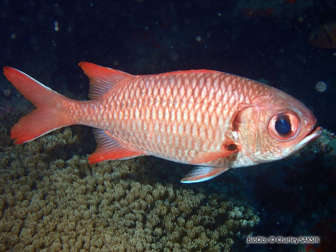 Poisson-soldat rouge - Myripristis pralinia - Charley SAKSIK - BioObs