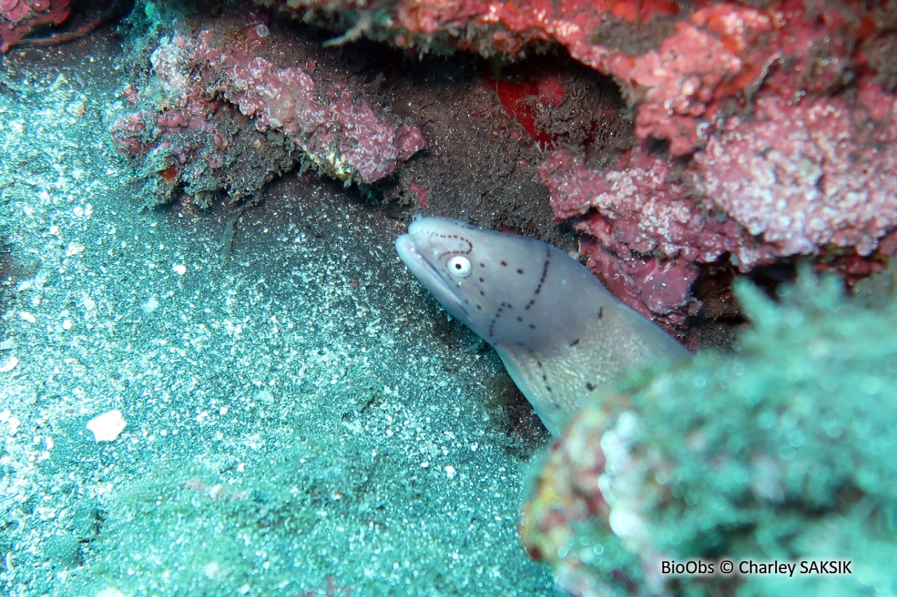 Murène tatouée - Gymnothorax griseus - Charley SAKSIK - BioObs