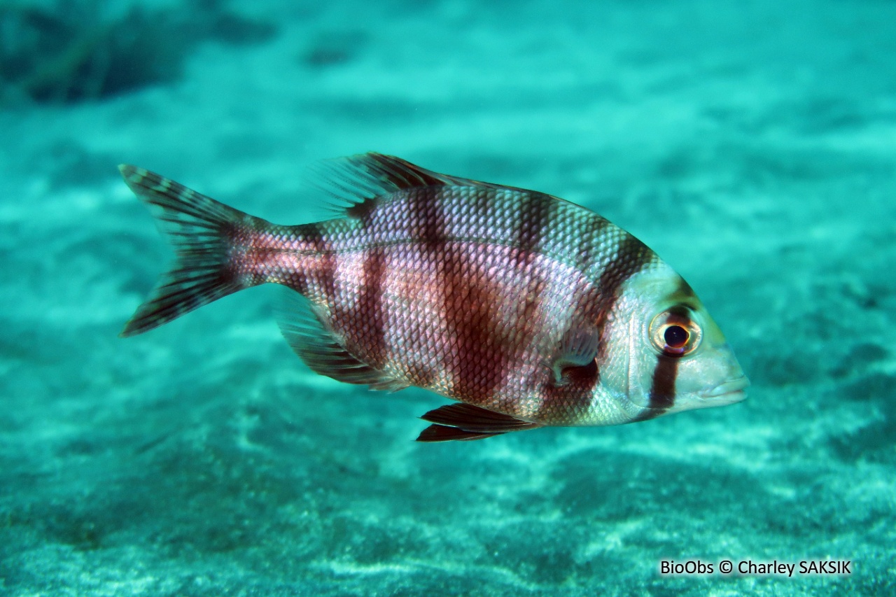 Capitaine gris - Gymnocranius griseus - Charley SAKSIK - BioObs