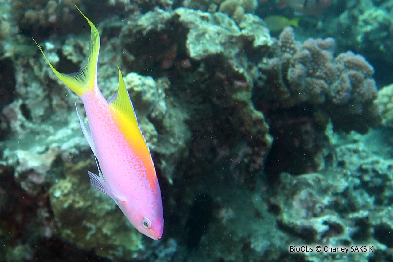 Barbier à queue jaune - Pseudanthias evansi - Charley SAKSIK - BioObs