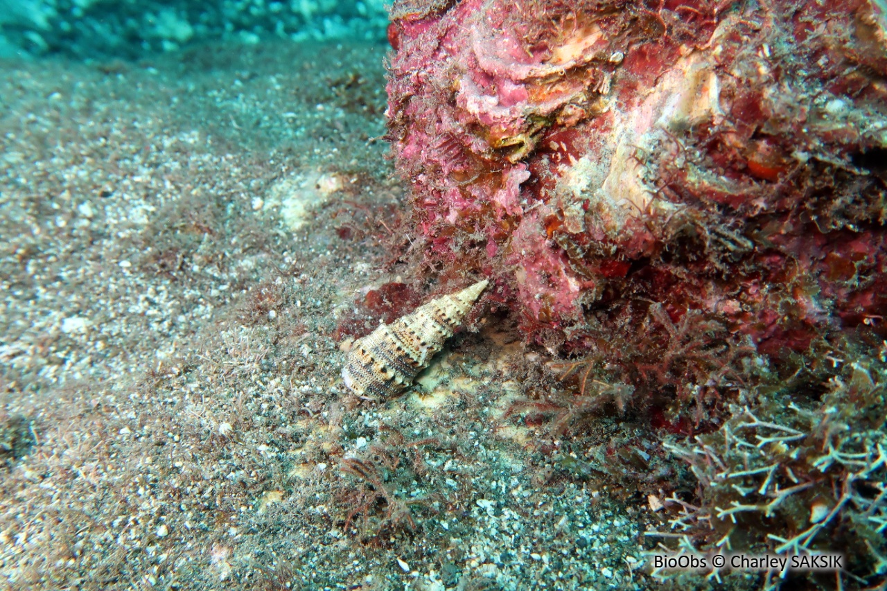 Triton verruqueux - Colubraria muricata - Charley SAKSIK - BioObs