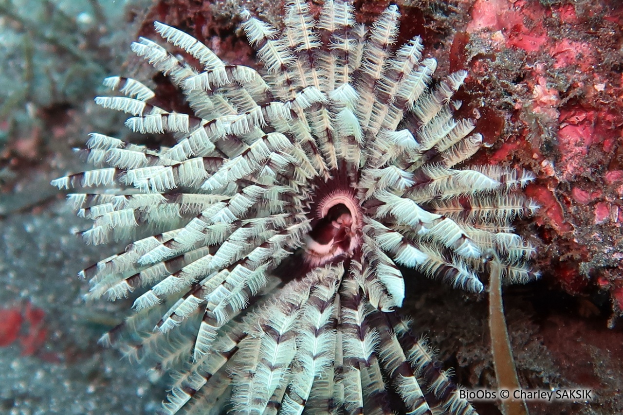 Ver éventail - Sabellastarte sp. - Charley SAKSIK - BioObs