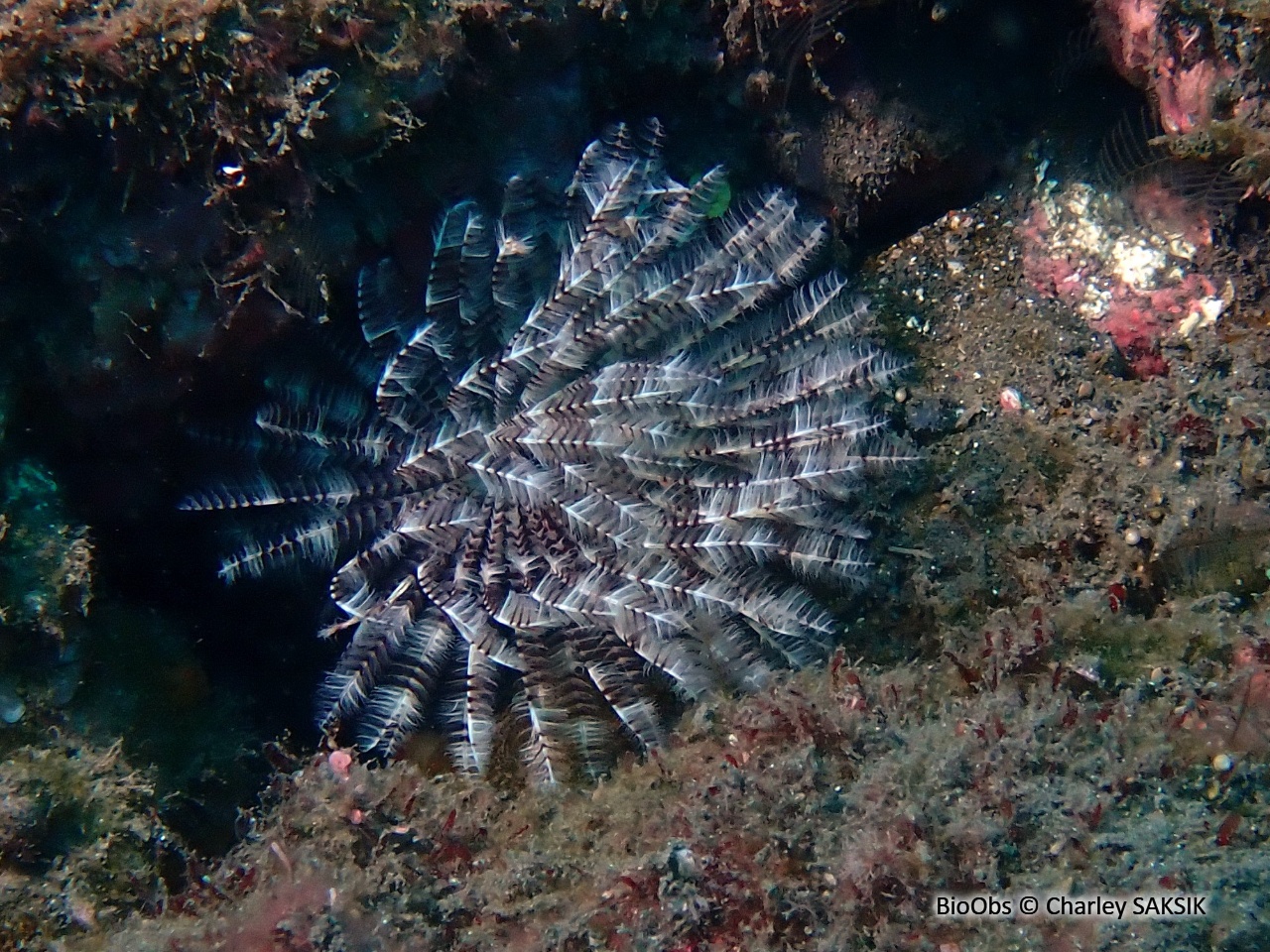 Ver éventail - Sabellastarte sp. - Charley SAKSIK - BioObs