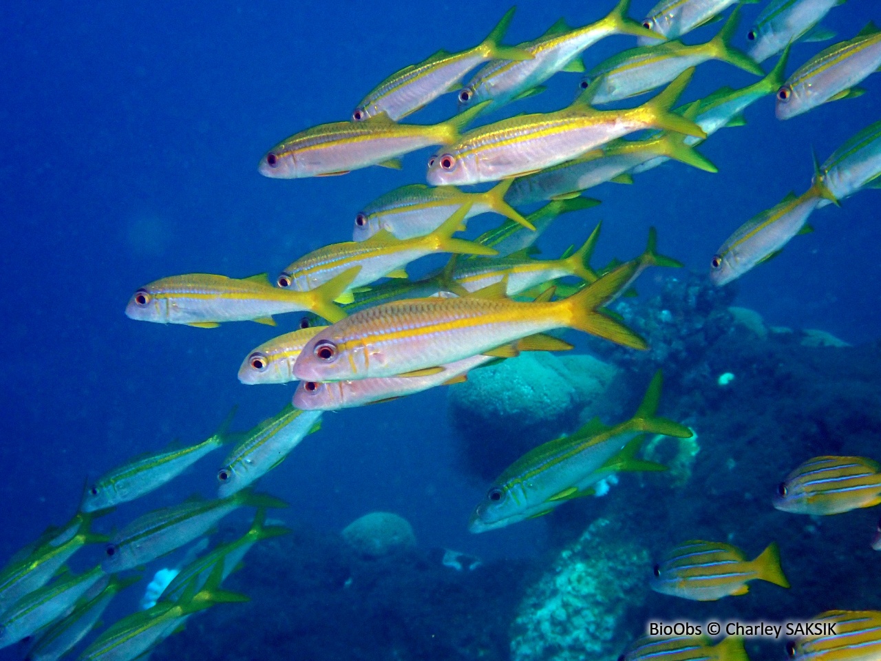 Rouget à nageoires jaunes - Mulloidichthys vanicolensis - Charley SAKSIK - BioObs