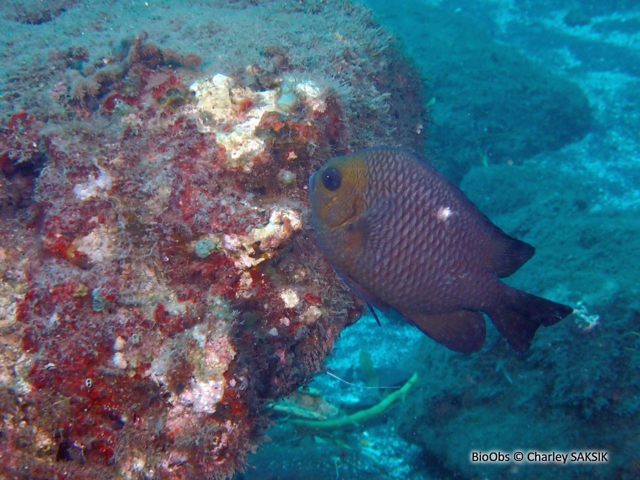 Demoiselle à trois points - Dascyllus trimaculatus - Charley SAKSIK - BioObs