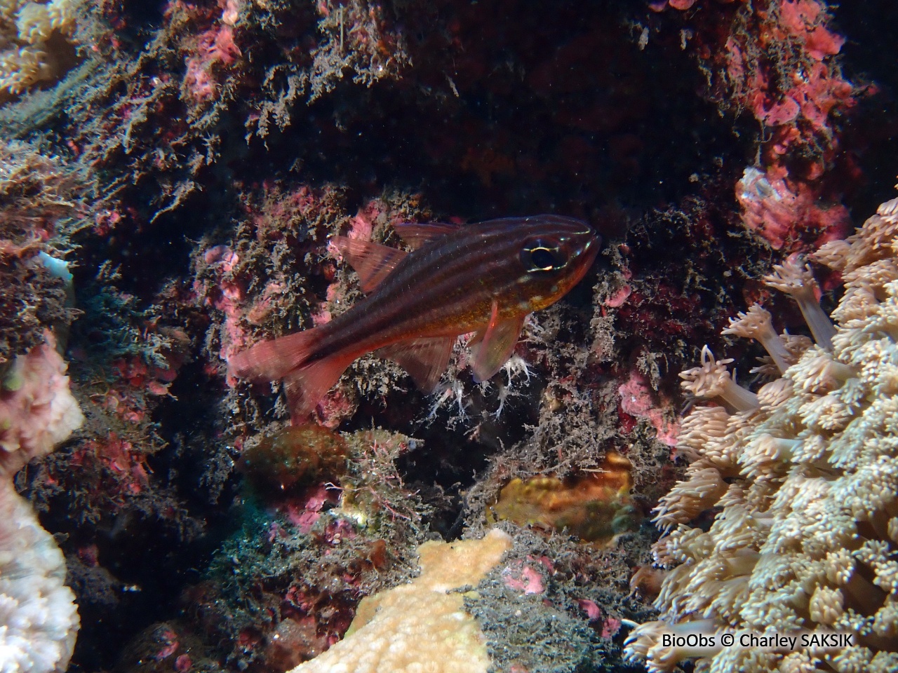 Apogon à bandes cuivrées - Ostorhinchus holotaenia - Charley SAKSIK - BioObs