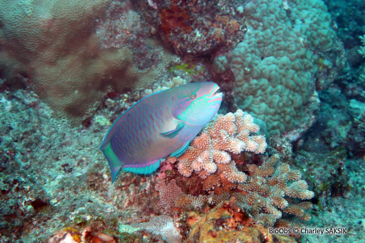 Perroquet-marguerite - Chlorurus sordidus - Charley SAKSIK - BioObs
