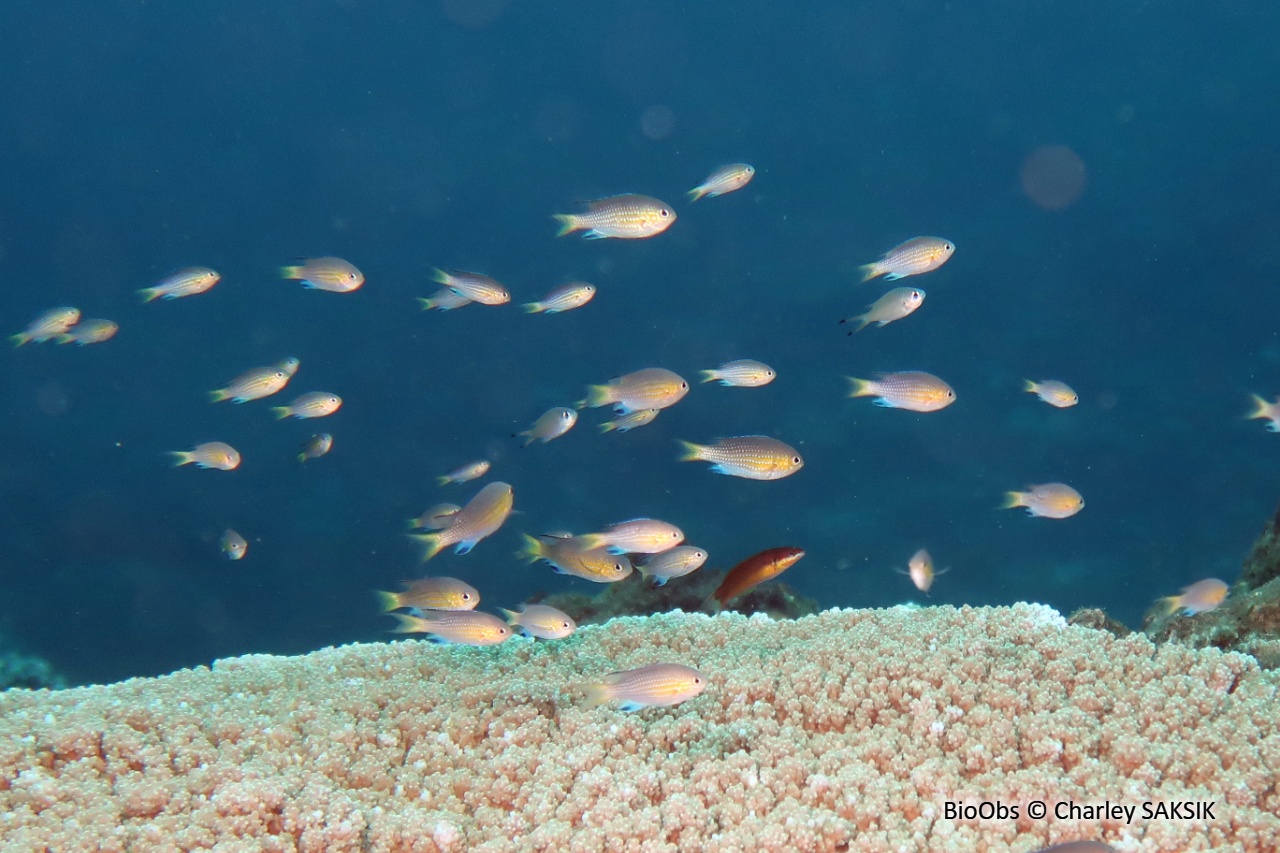 Chromis à queue noire - Pycnochromis nigrurus - Charley SAKSIK - BioObs