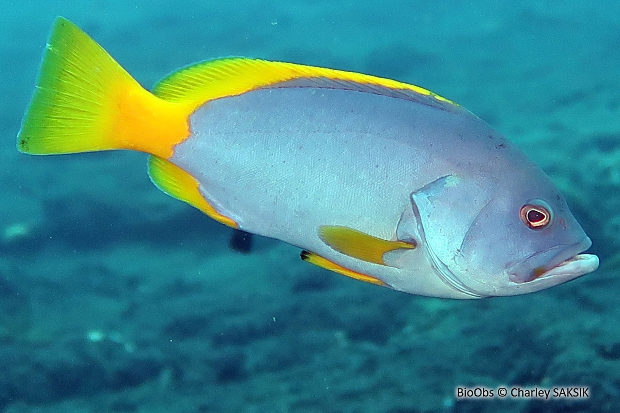 Mérou faraud - Epinephelus flavocaeruleus - Charley SAKSIK - BioObs