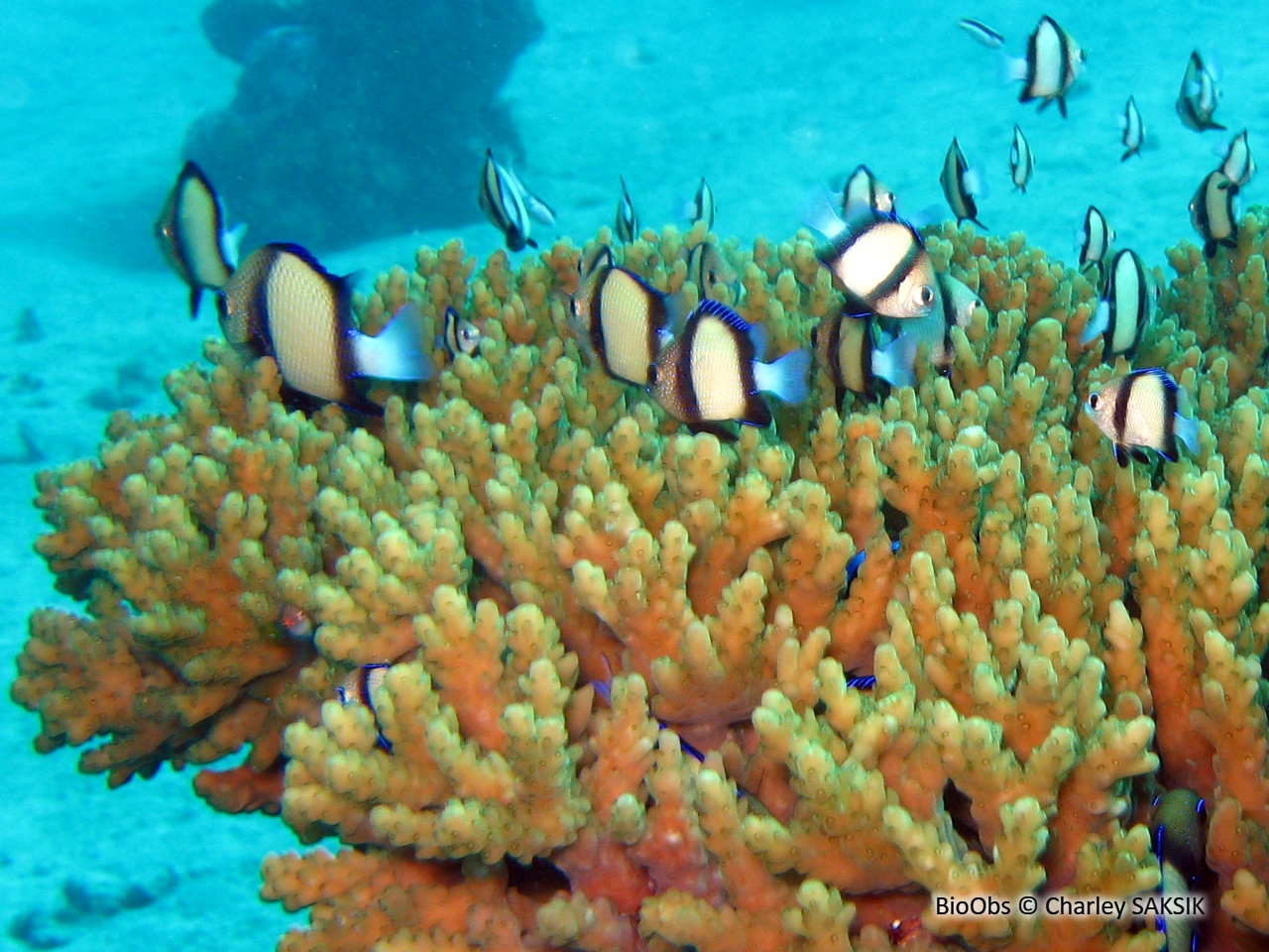 Demoiselle obscure - Dascyllus carneus - Charley SAKSIK - BioObs