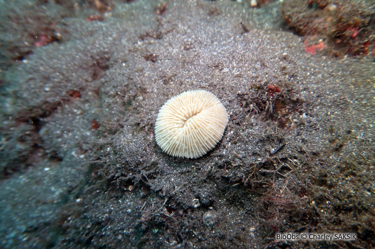 Corail champignon - Fungia fungites - Charley SAKSIK - BioObs