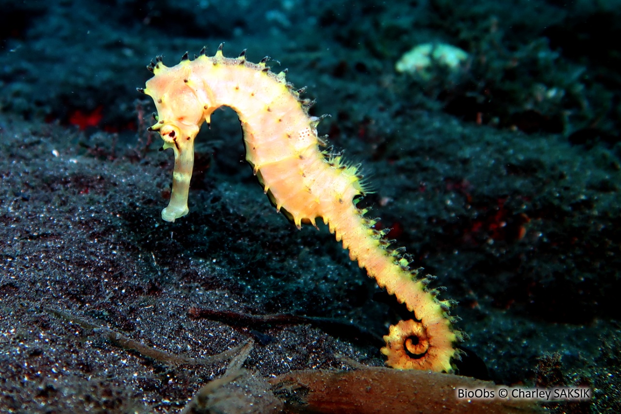 Hippocampe épineux - Hippocampus jayakari - Charley SAKSIK - BioObs