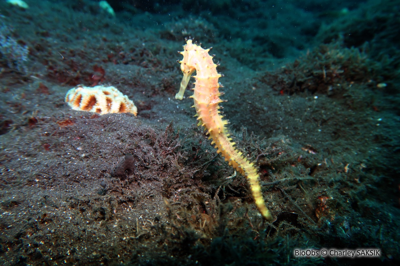 Hippocampe épineux - Hippocampus jayakari - Charley SAKSIK - BioObs