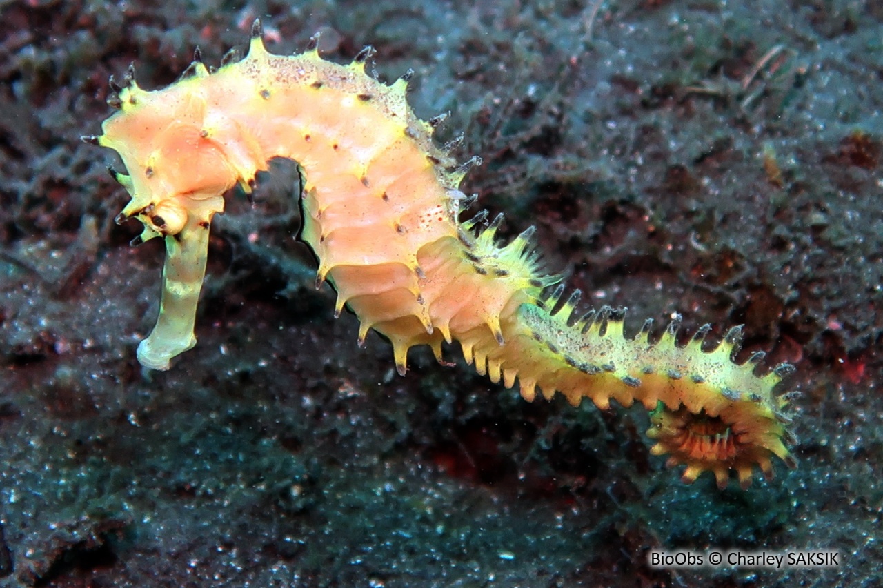 Hippocampe épineux - Hippocampus jayakari - Charley SAKSIK - BioObs