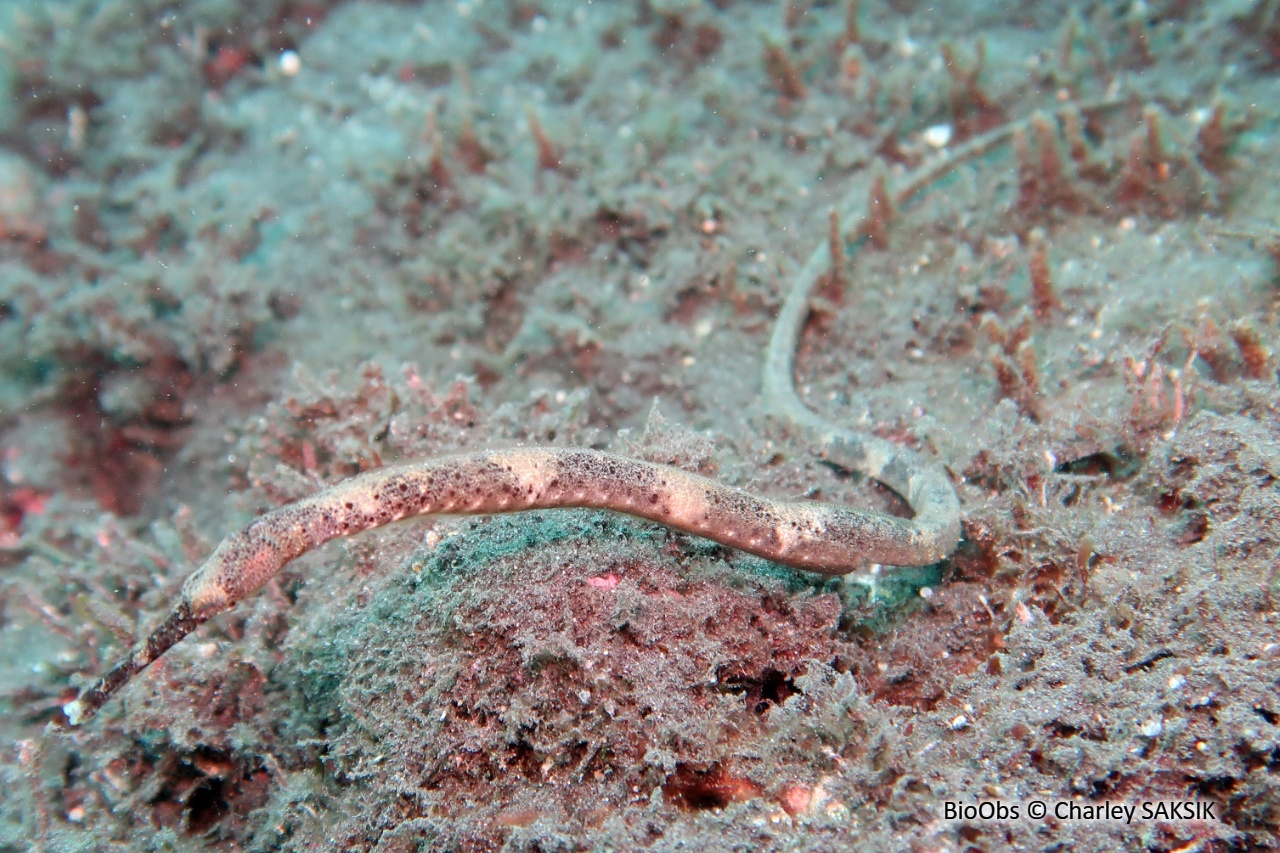 Syngnathe à deux points - Trachyrhamphus bicoarctatus - Charley SAKSIK - BioObs