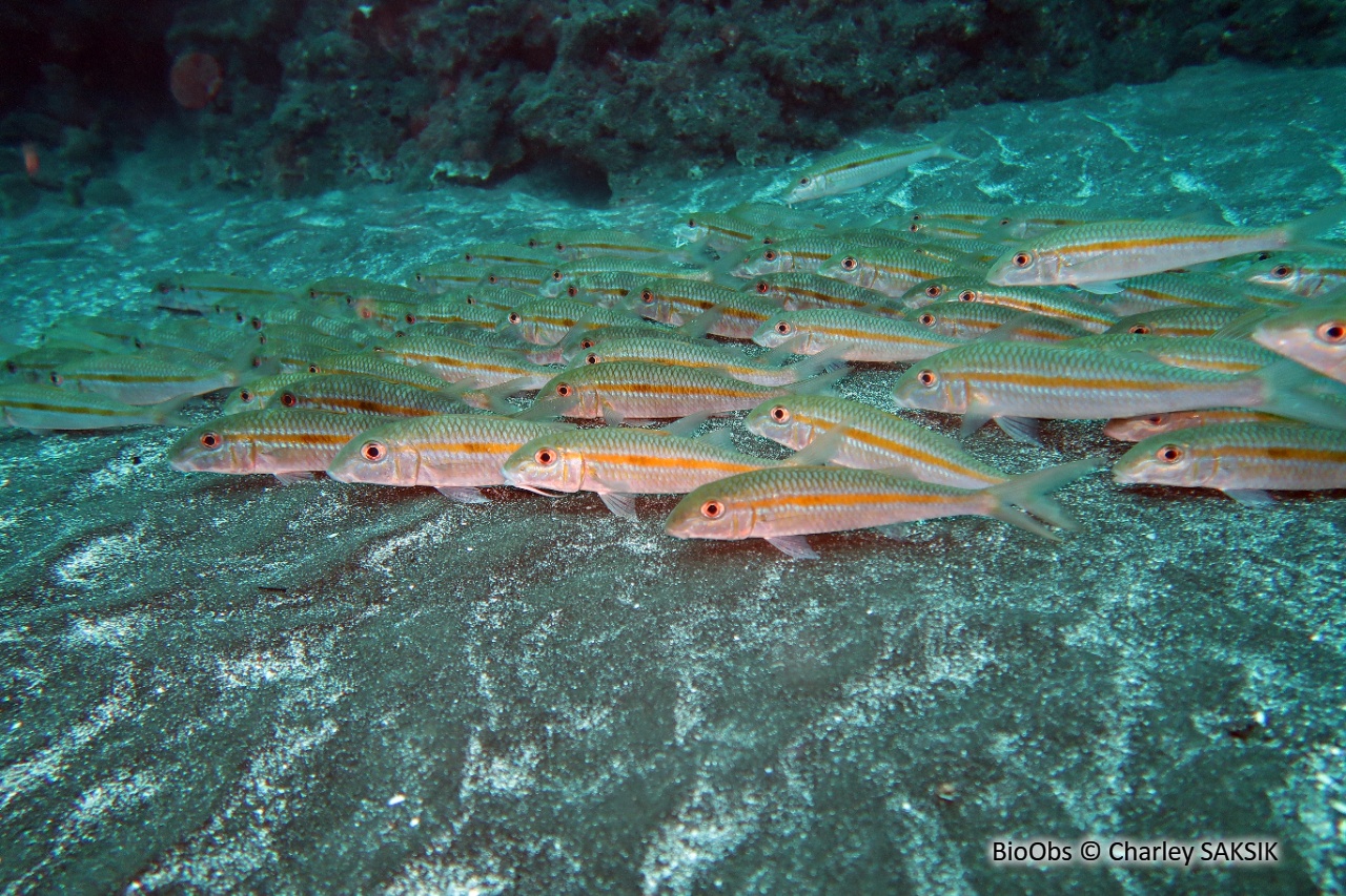 Capucin à bande jaune - Mulloidichthys flavolineatus - Charley SAKSIK - BioObs