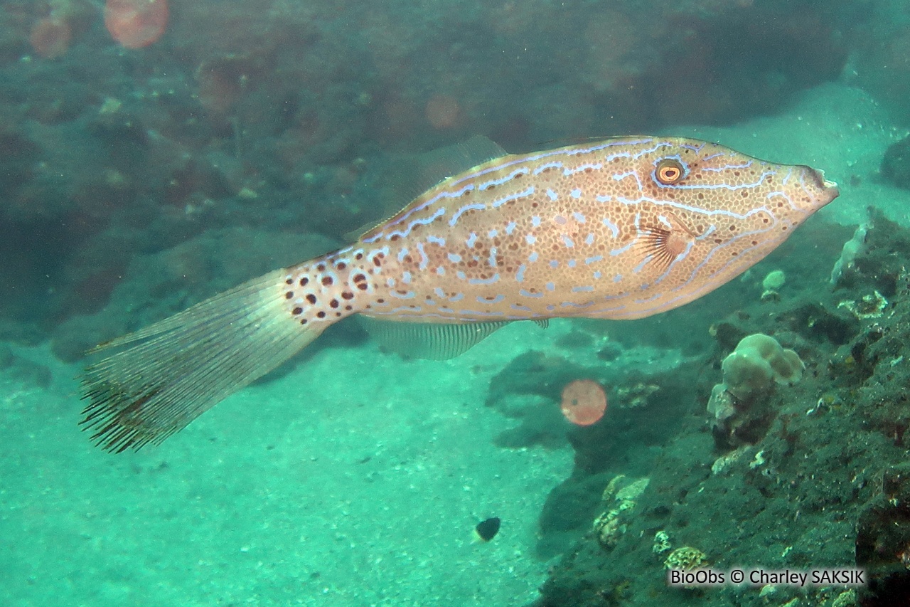 Bourse écriture - Aluterus scriptus - Charley SAKSIK - BioObs