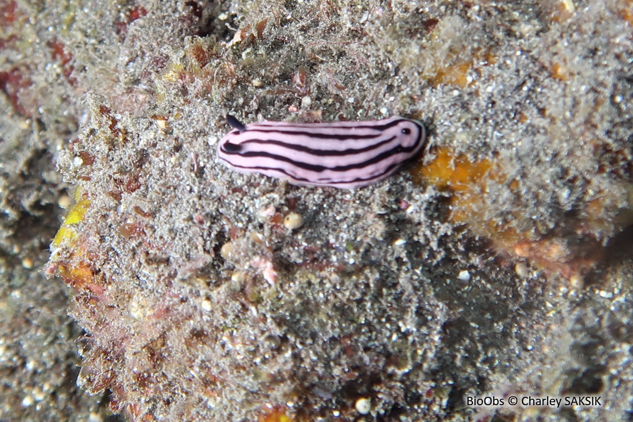 Phyllidie rose - Phyllidiella rosans - Charley SAKSIK - BioObs